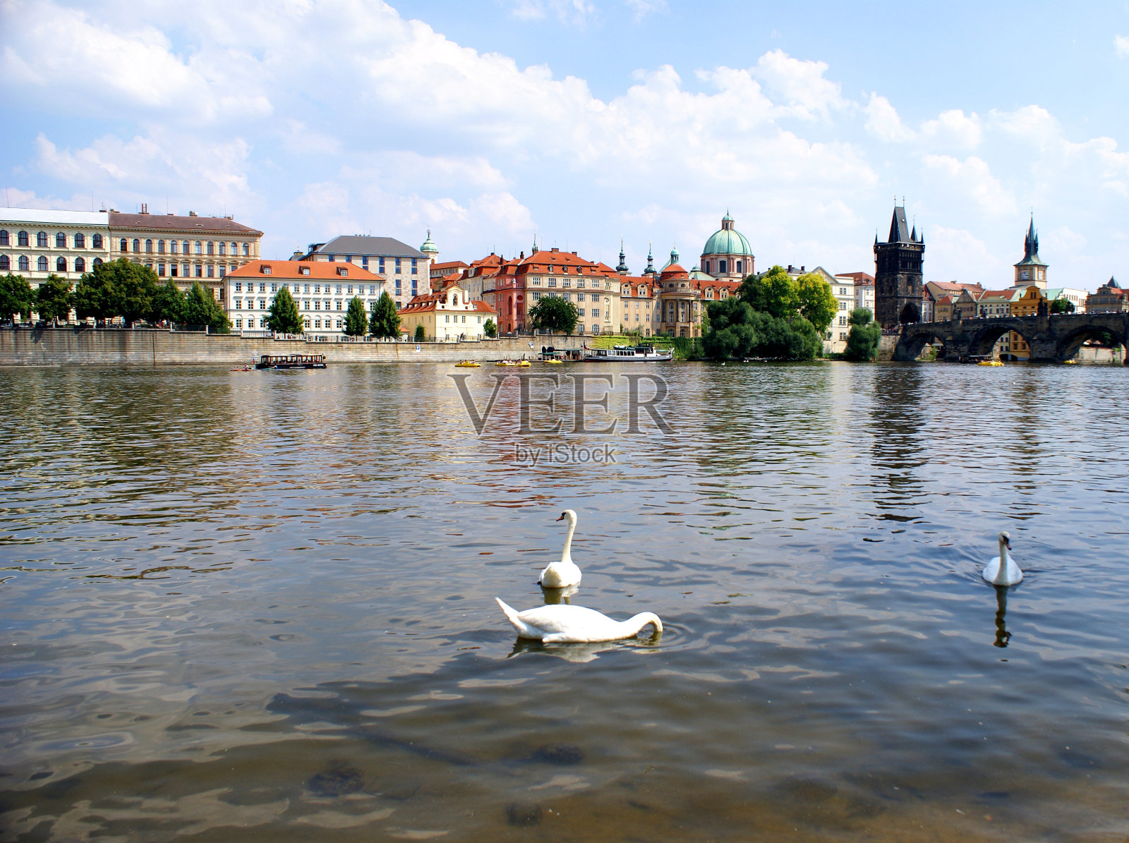 布拉格伏尔塔瓦河上的天鹅照片摄影图片