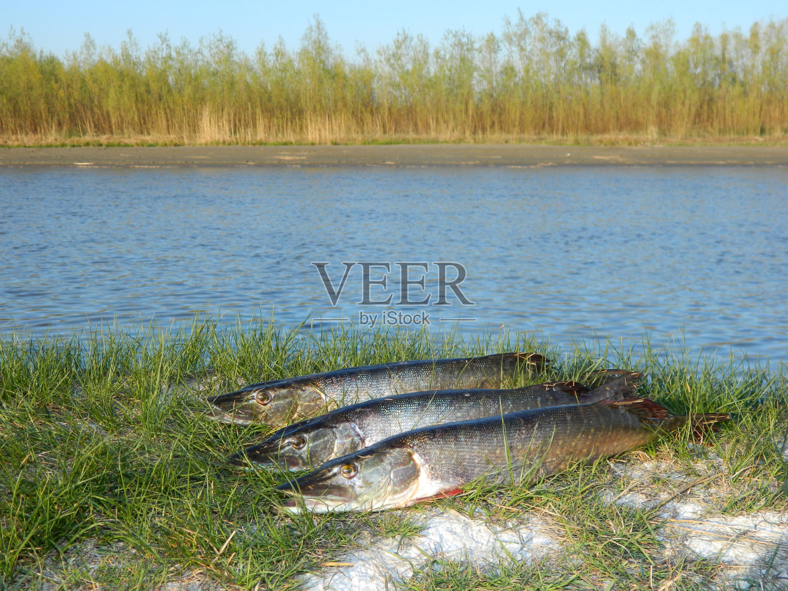 鱼派克照片摄影图片