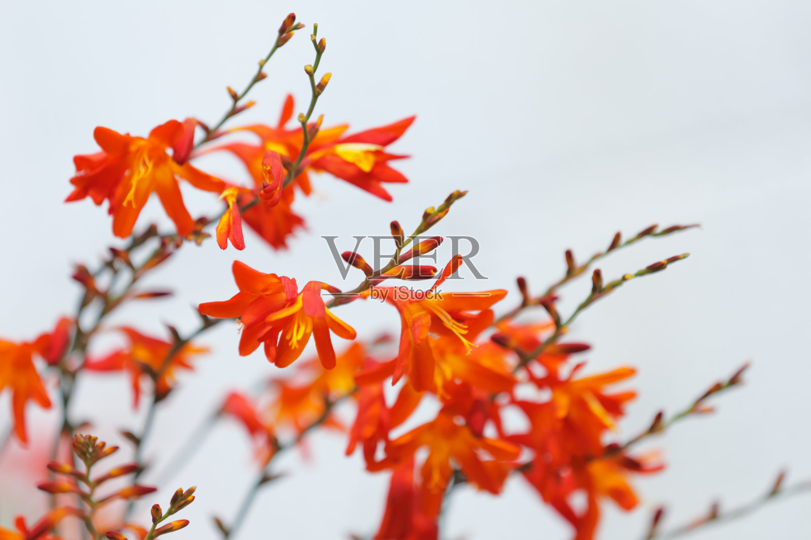 一个红色和橙色花的特写照片照片摄影图片