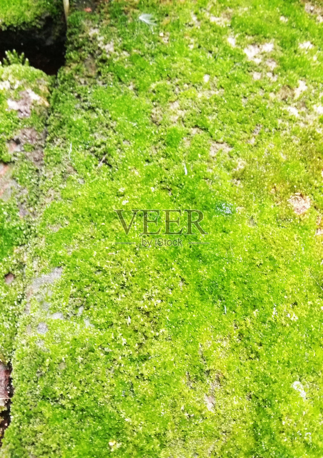 石质带有苔藓照片摄影图片