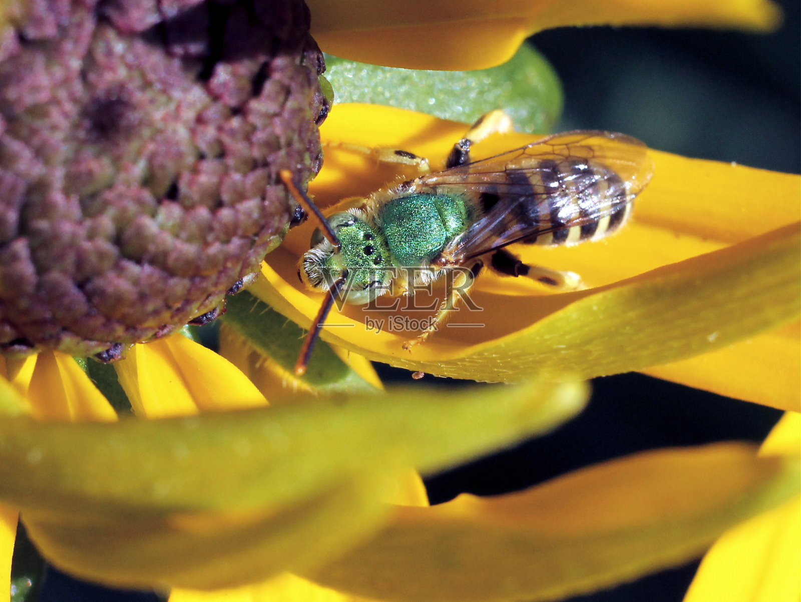 金属绿蜜蜂照片摄影图片