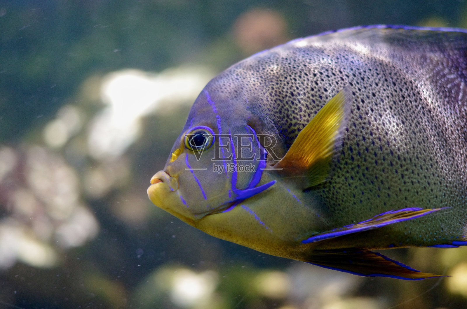 鱼照片摄影图片