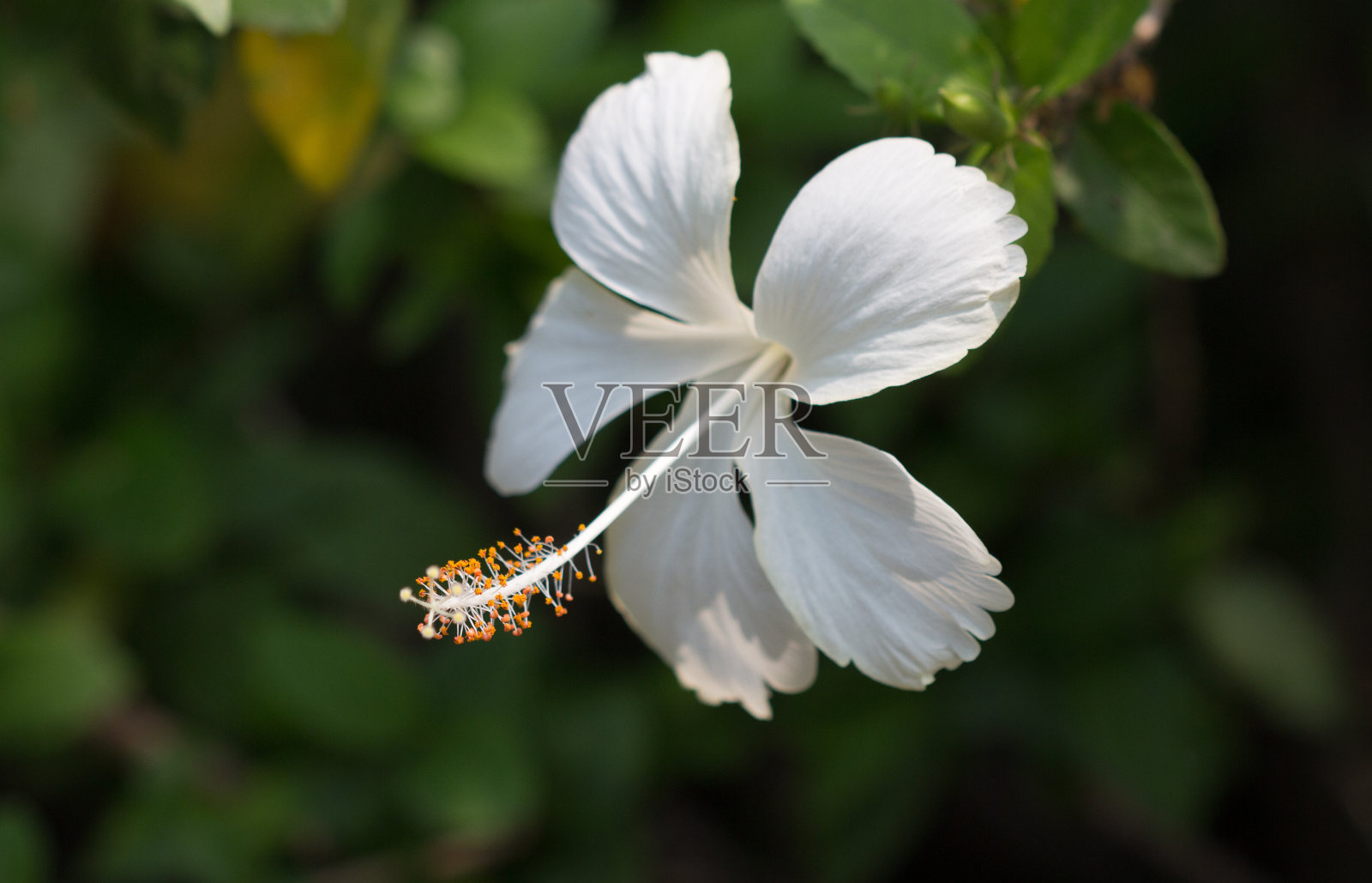 月季照片摄影图片
