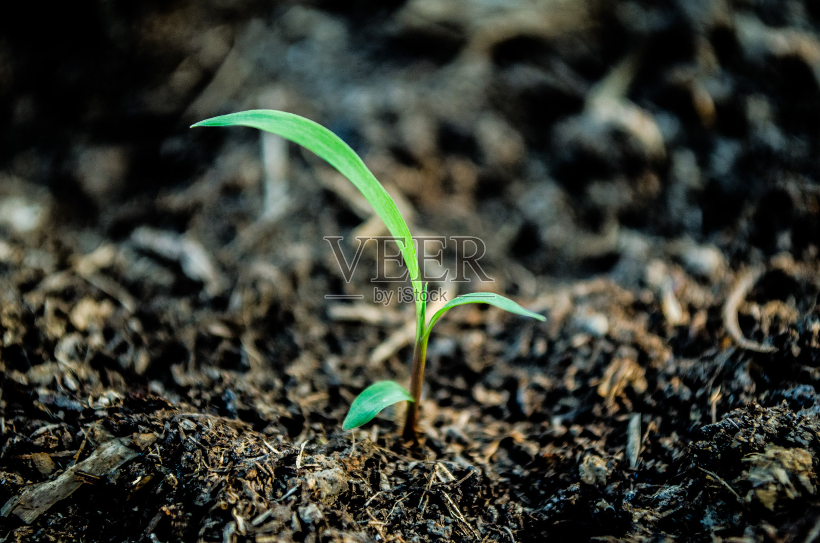 草照片摄影图片