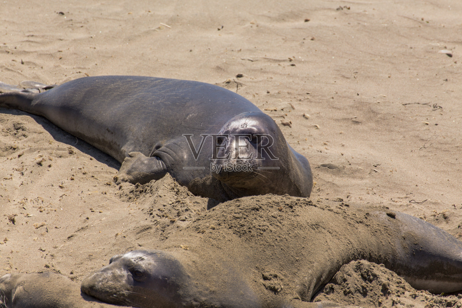 密封的大象照片摄影图片