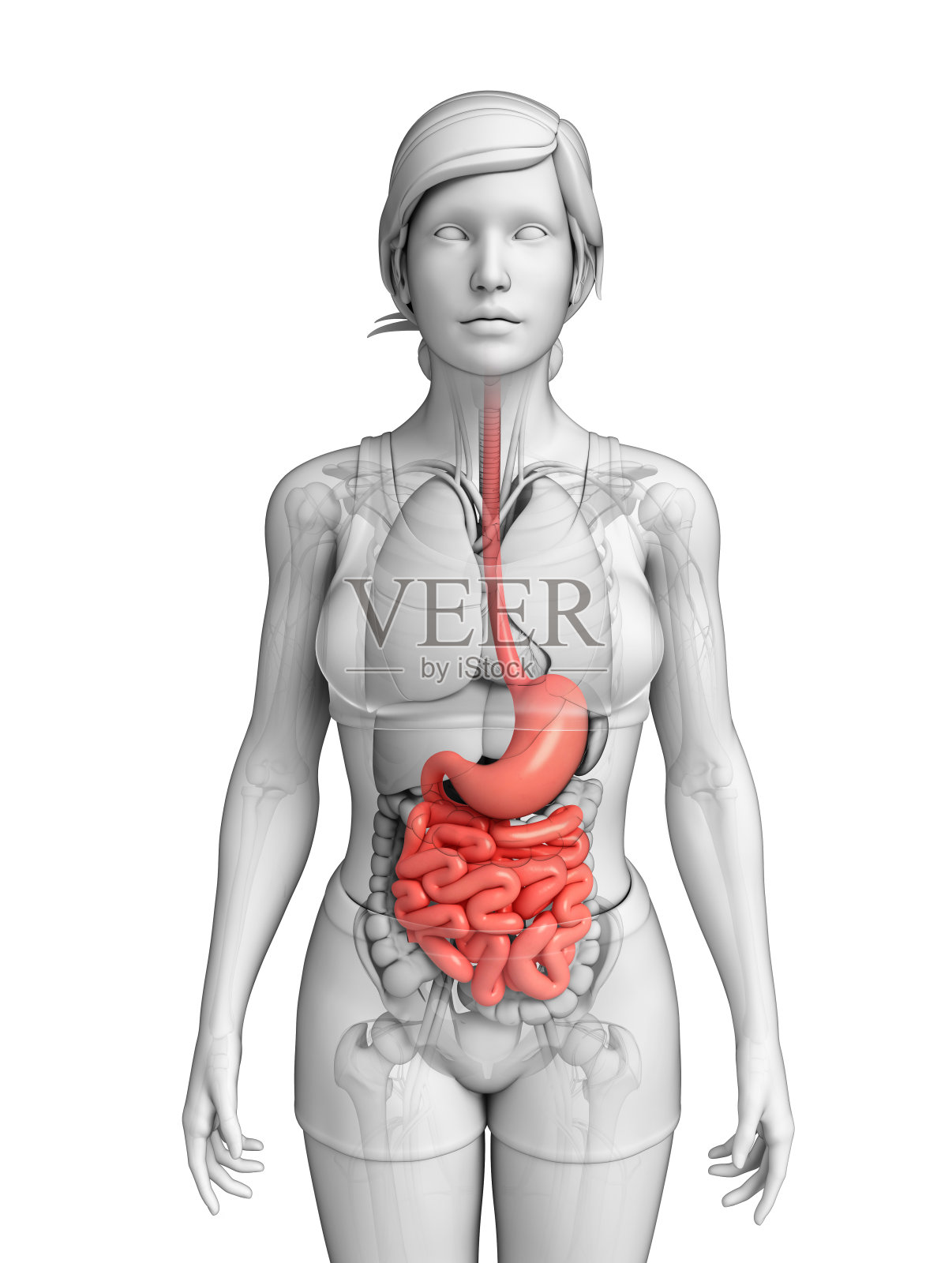 女性小肠解剖照片摄影图片