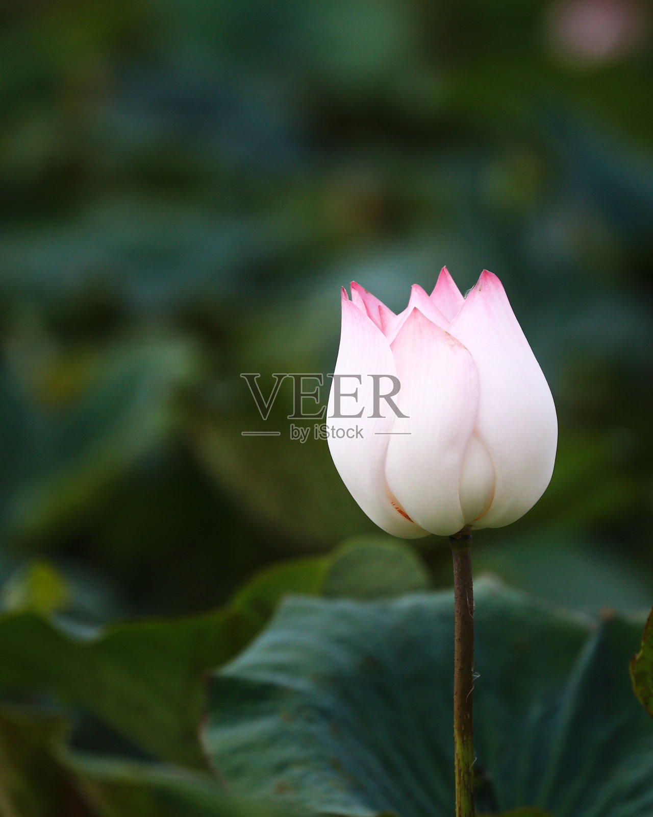 莲花照片摄影图片