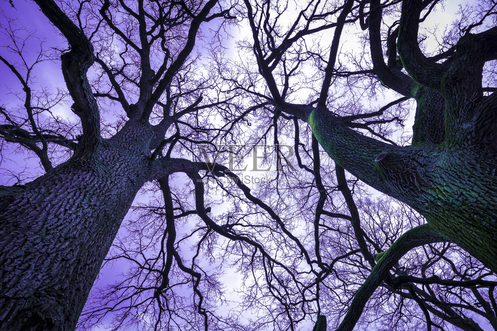 树梢，壮观的风景。照片摄影图片