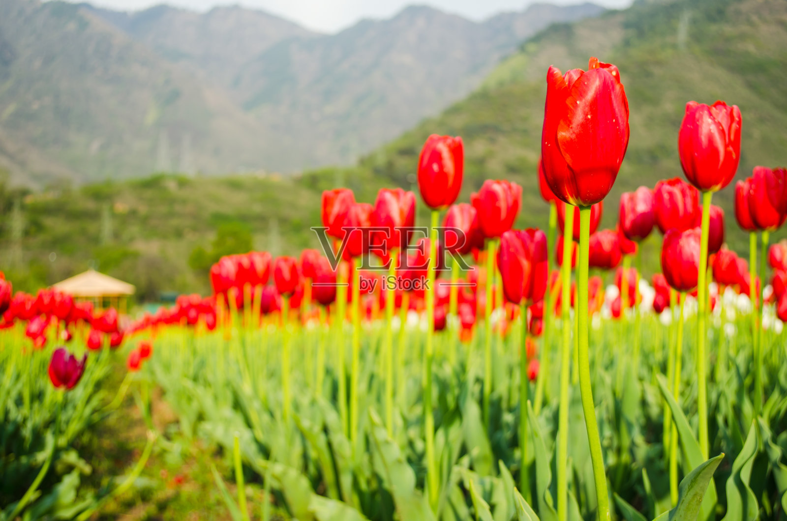 郁金香照片摄影图片