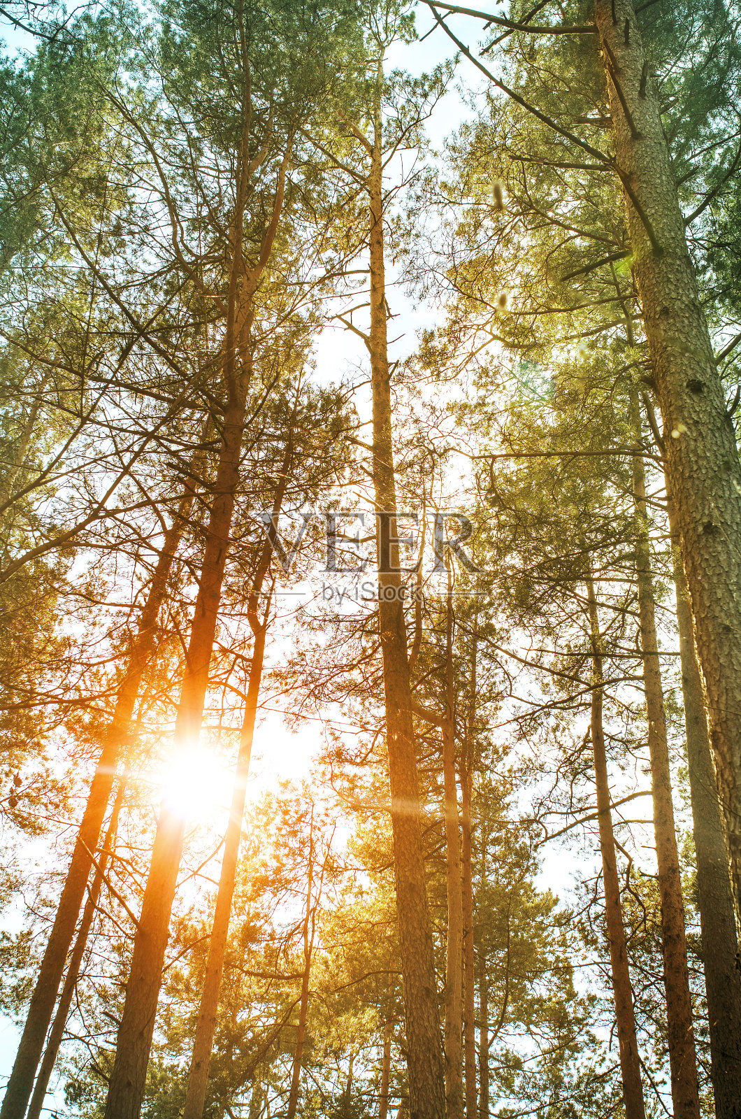 松林在春天的傍晚橘黄色的太阳照片摄影图片