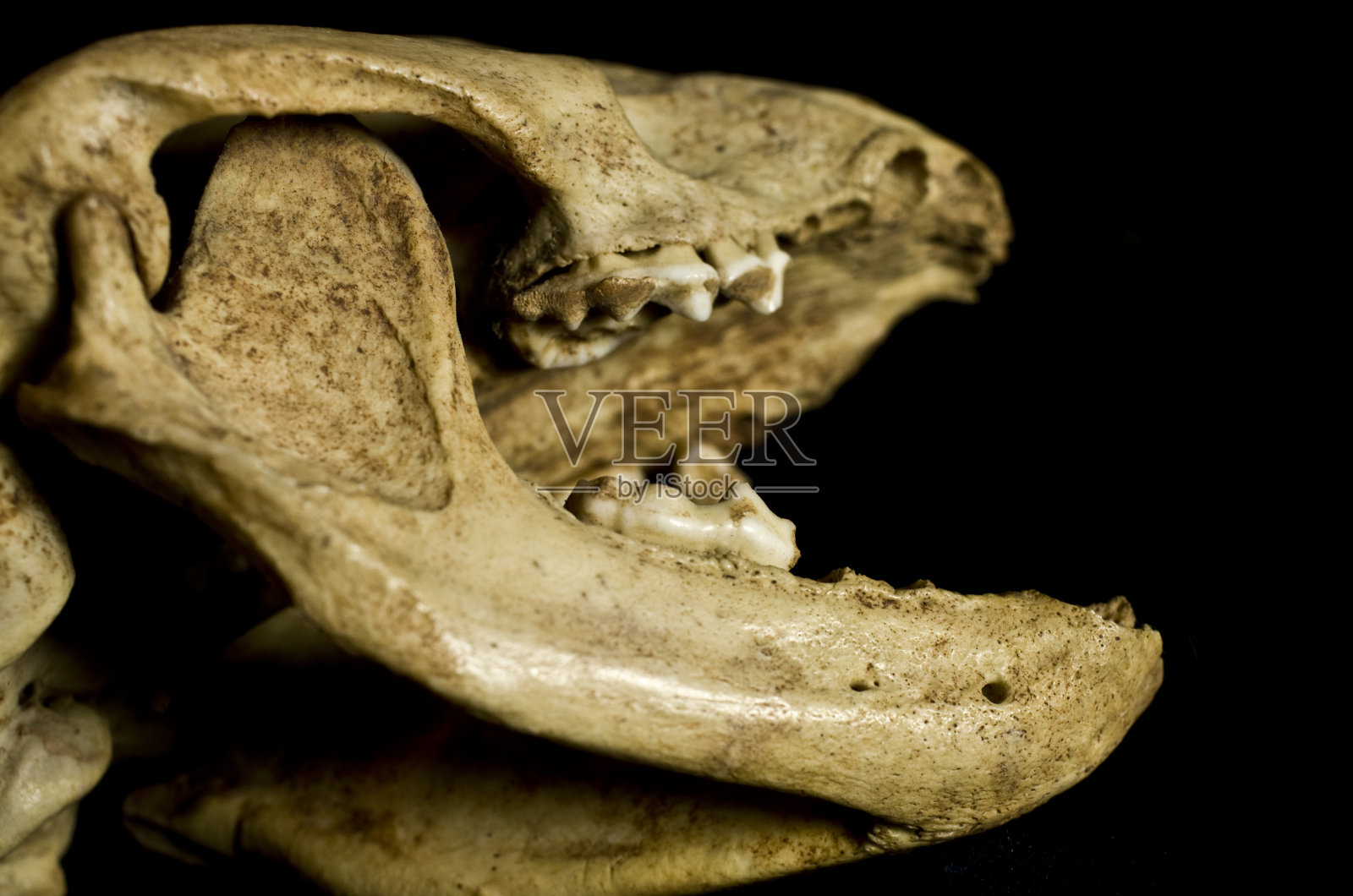 獾的头骨照片摄影图片