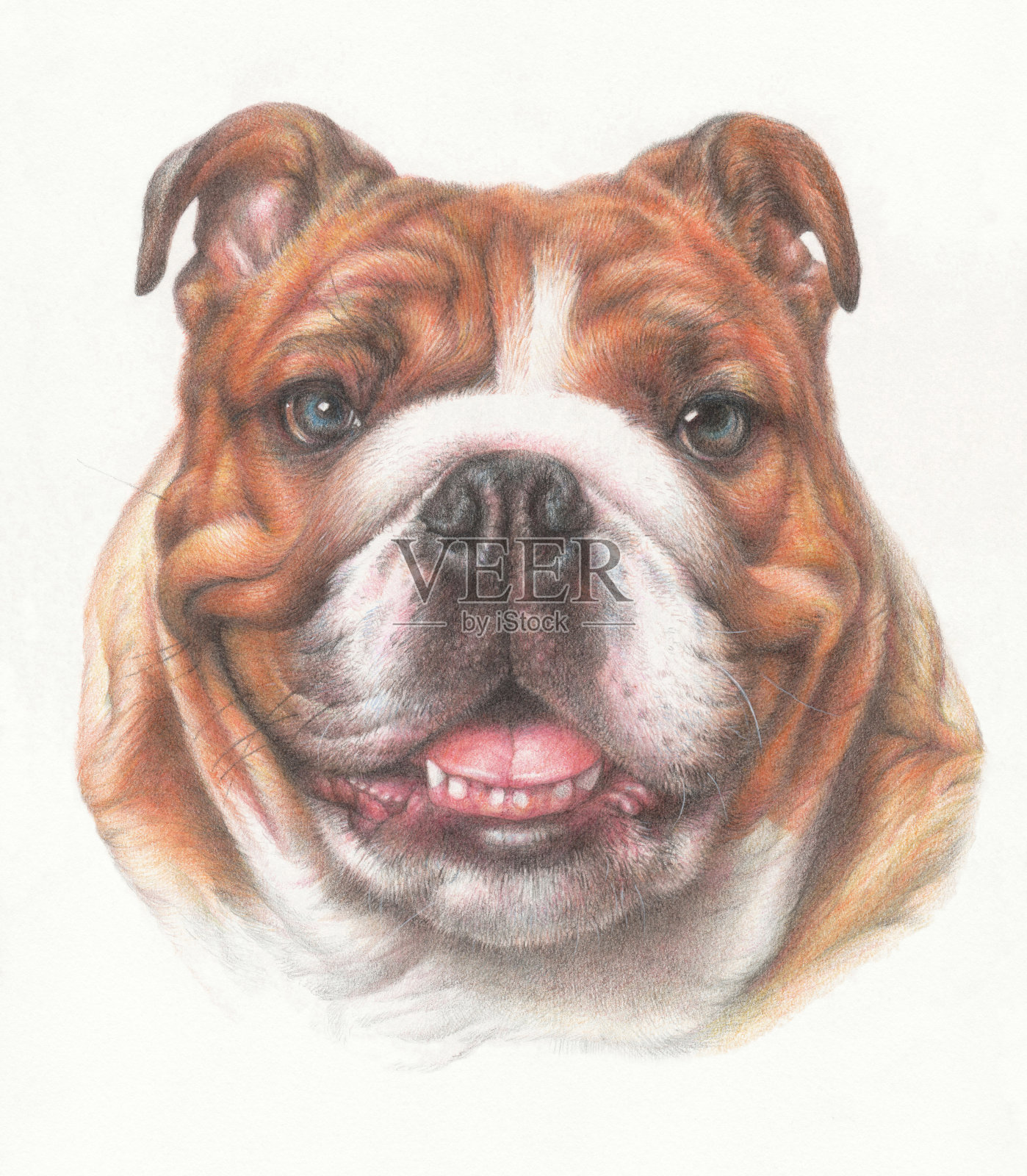 英国牛头犬插画图片素材