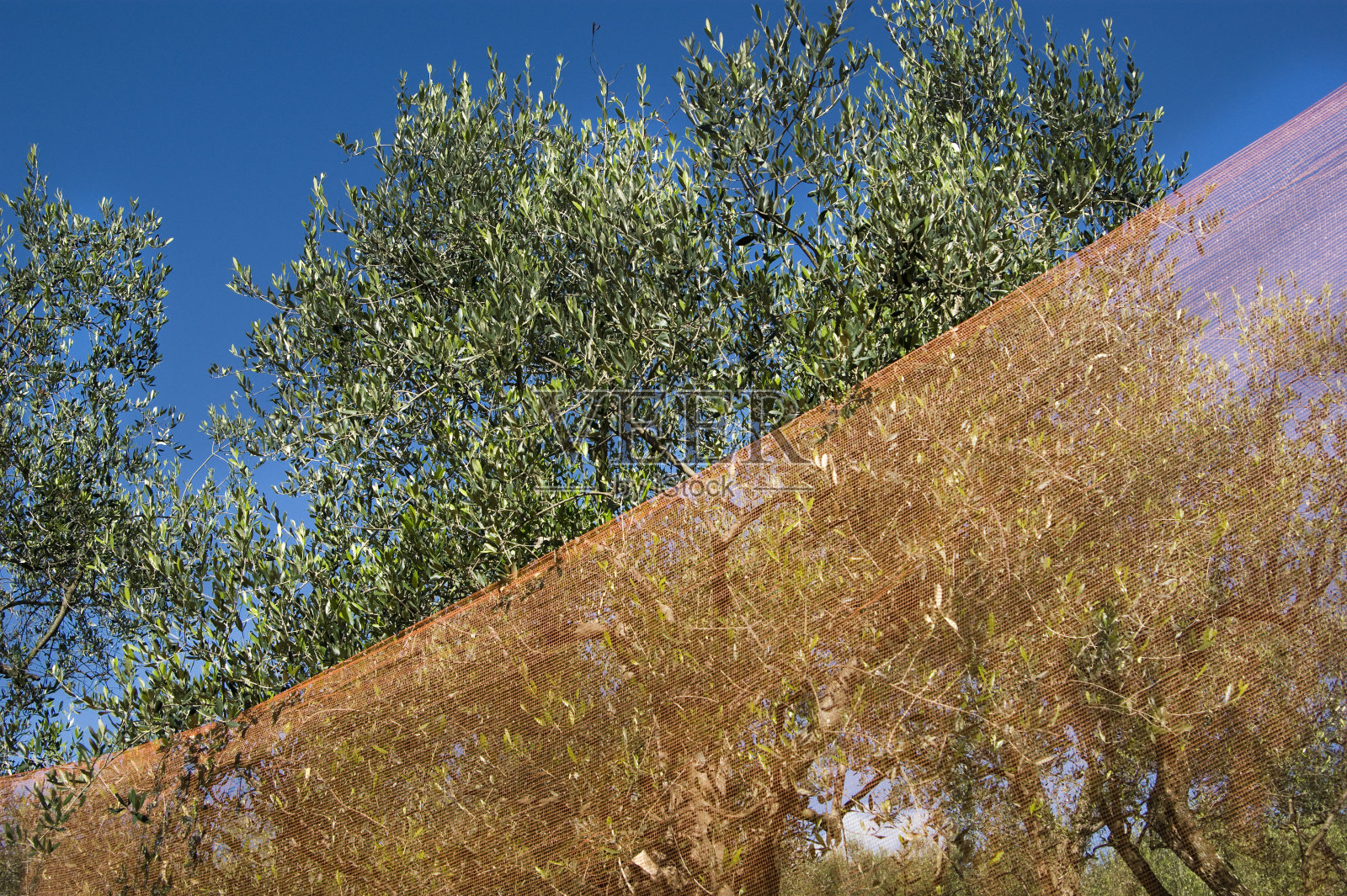 网络为橄榄收获照片摄影图片