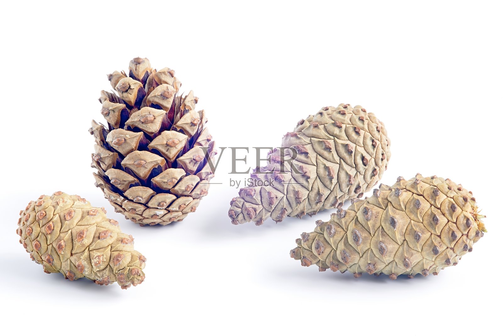 Piny均等照片摄影图片