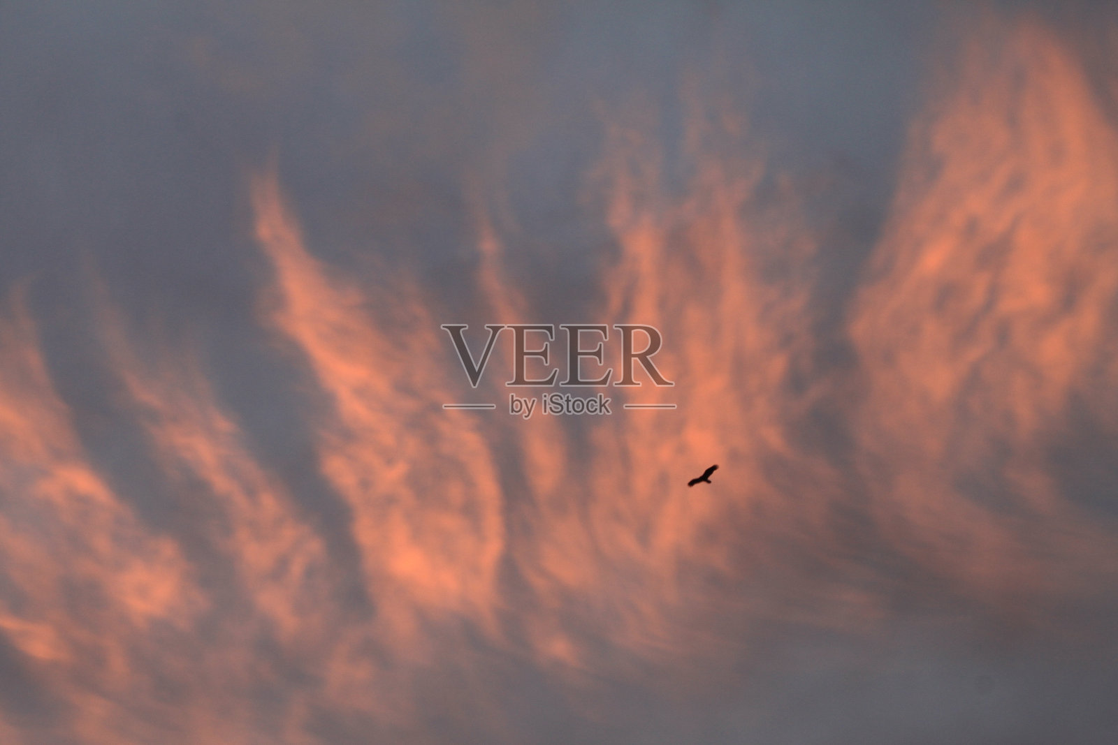 像鸟儿一样自由照片摄影图片