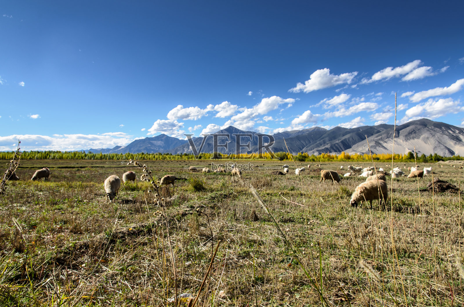 中国西藏的绵羊照片摄影图片