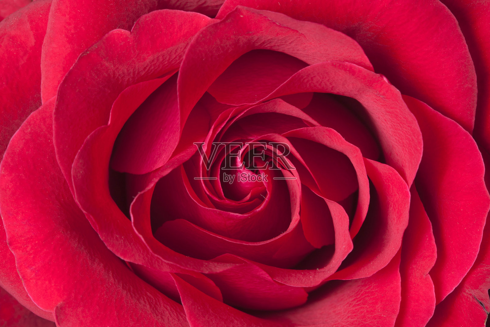 红玫瑰照片摄影图片