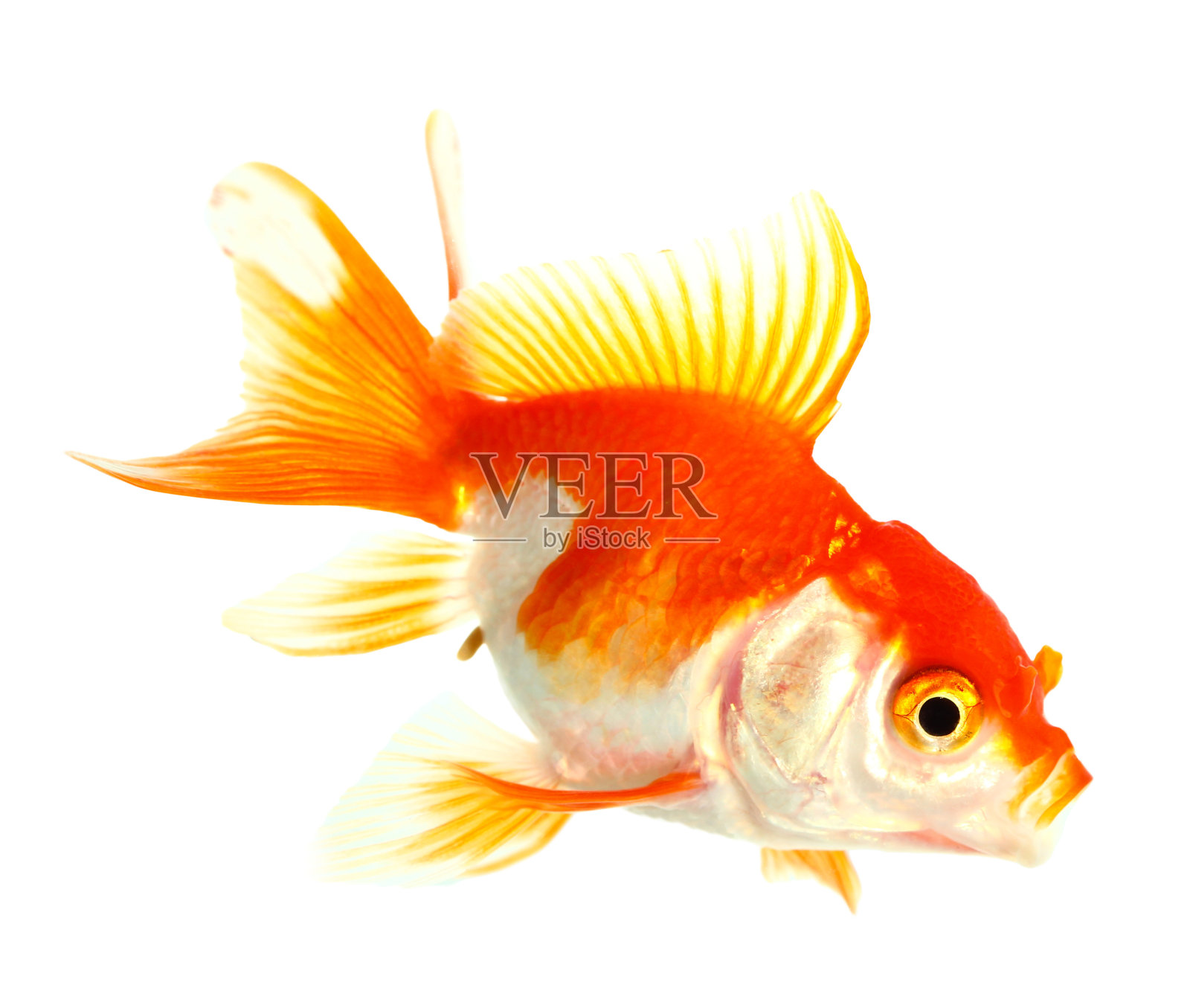 金鱼照片摄影图片