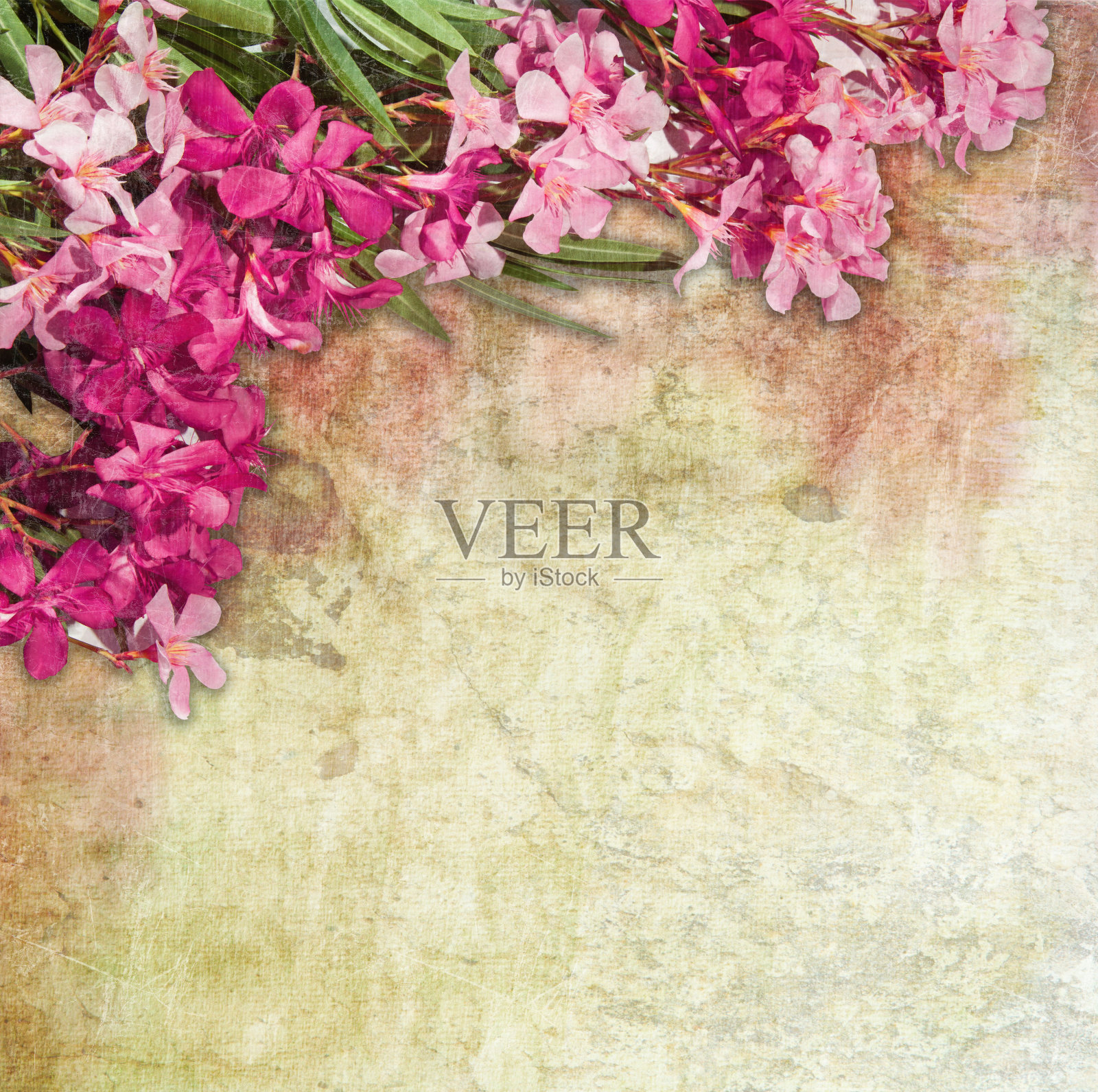 夹竹桃框架照片摄影图片