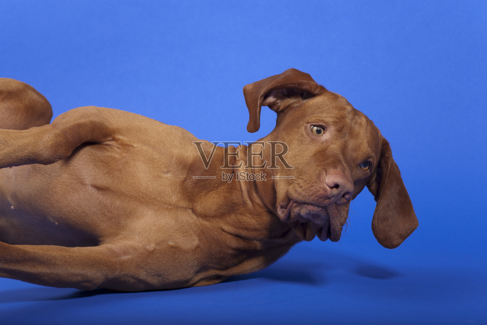 卧狗听命照片摄影图片