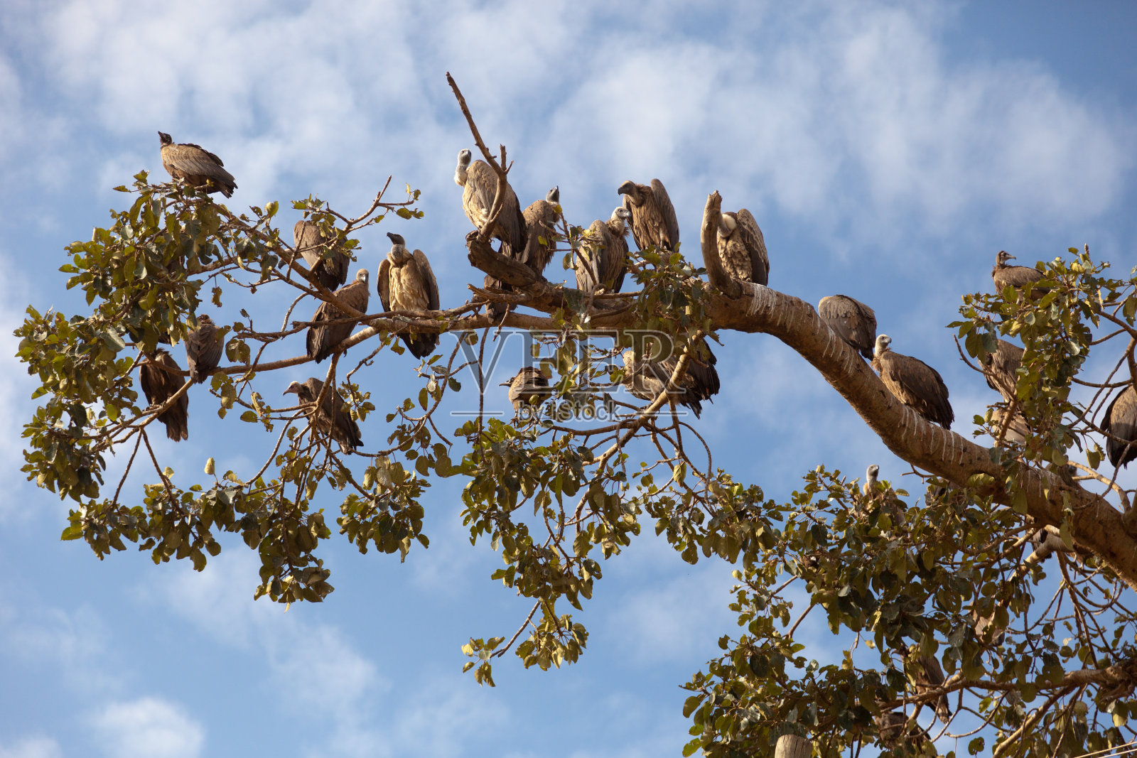 秃鹰。照片摄影图片