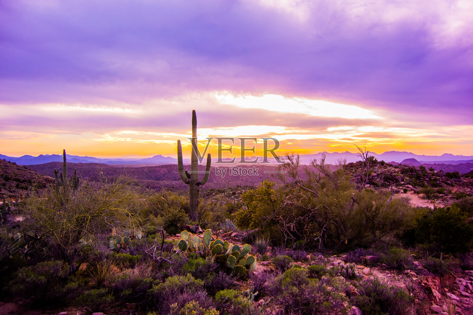 亚利桑那州紫色日落与撒瓜罗照片摄影图片