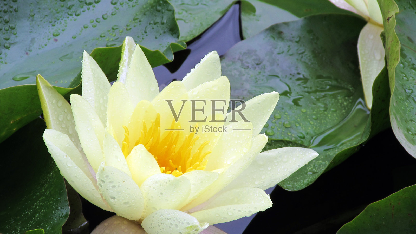 荷花-睡莲照片摄影图片