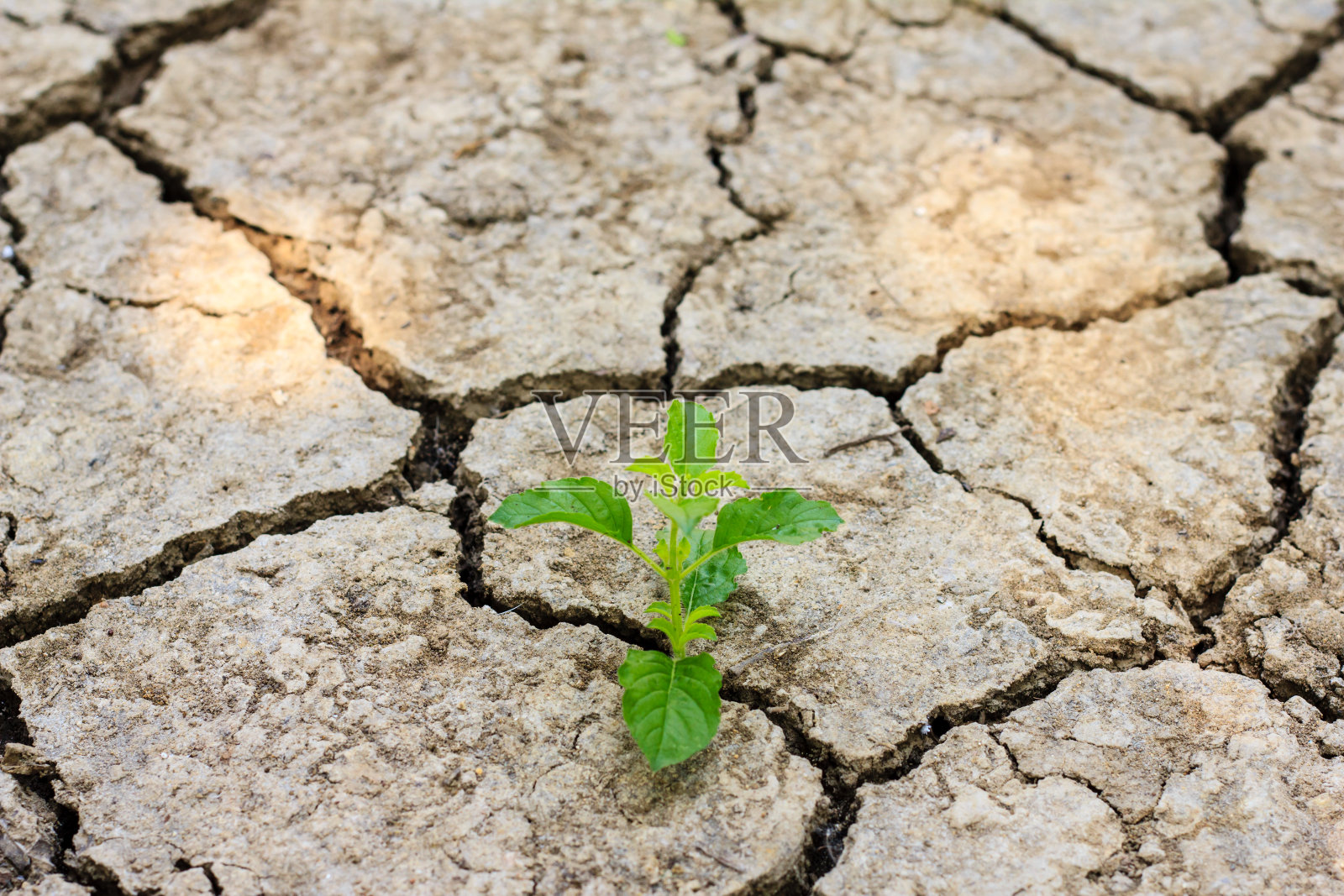 一棵绿树在干裂的土壤中生长照片摄影图片