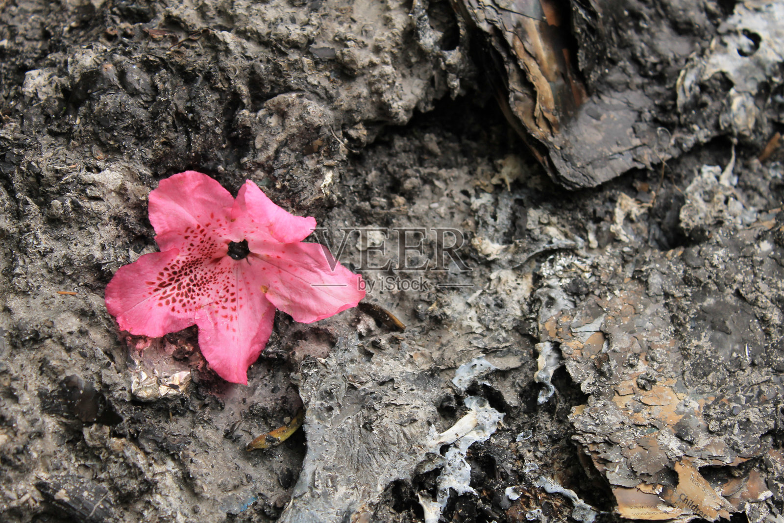 和平/战争照片摄影图片