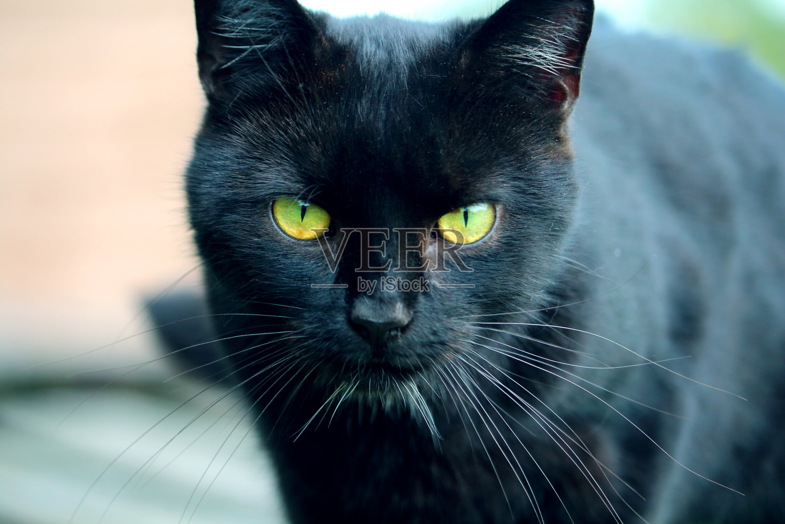 黑色的猫照片摄影图片