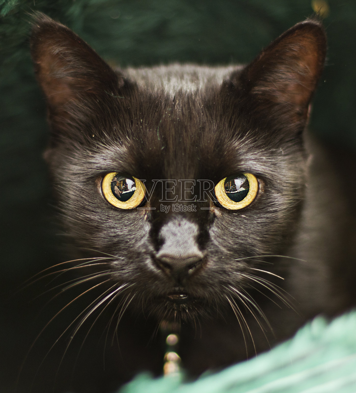 家猫照片摄影图片