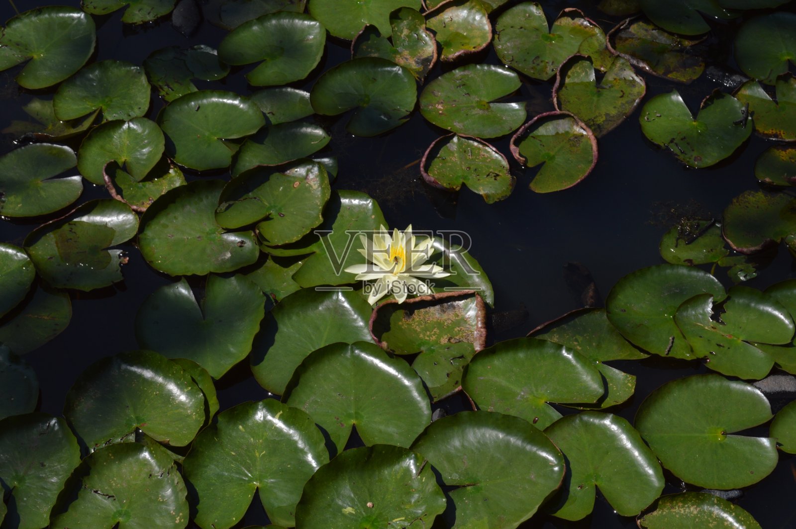 一个照片摄影图片