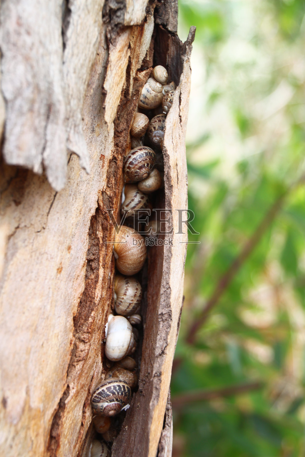 树上的蜗牛照片摄影图片