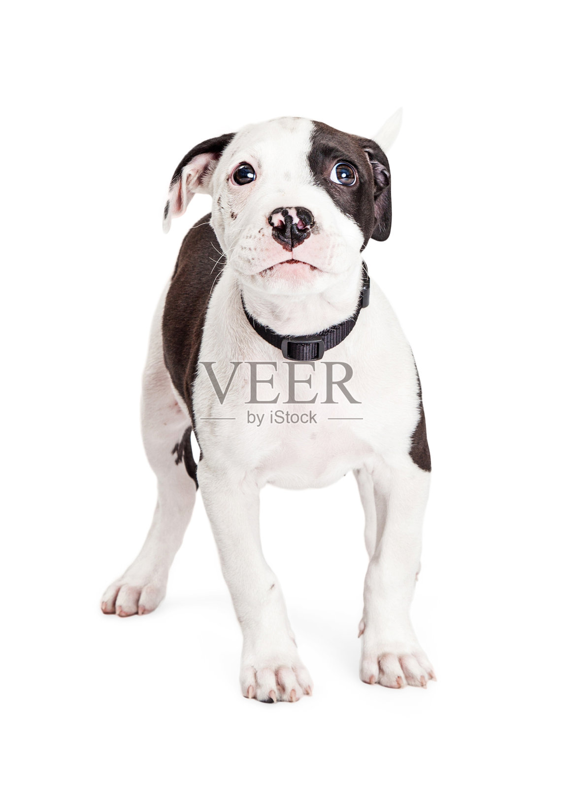 可爱的小狗内疚的表情照片摄影图片