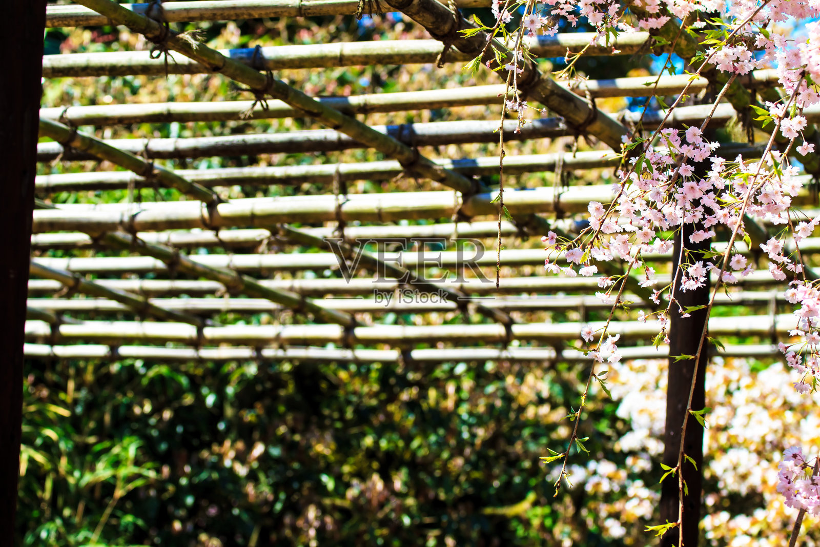 樱花季节在日本京都照片摄影图片