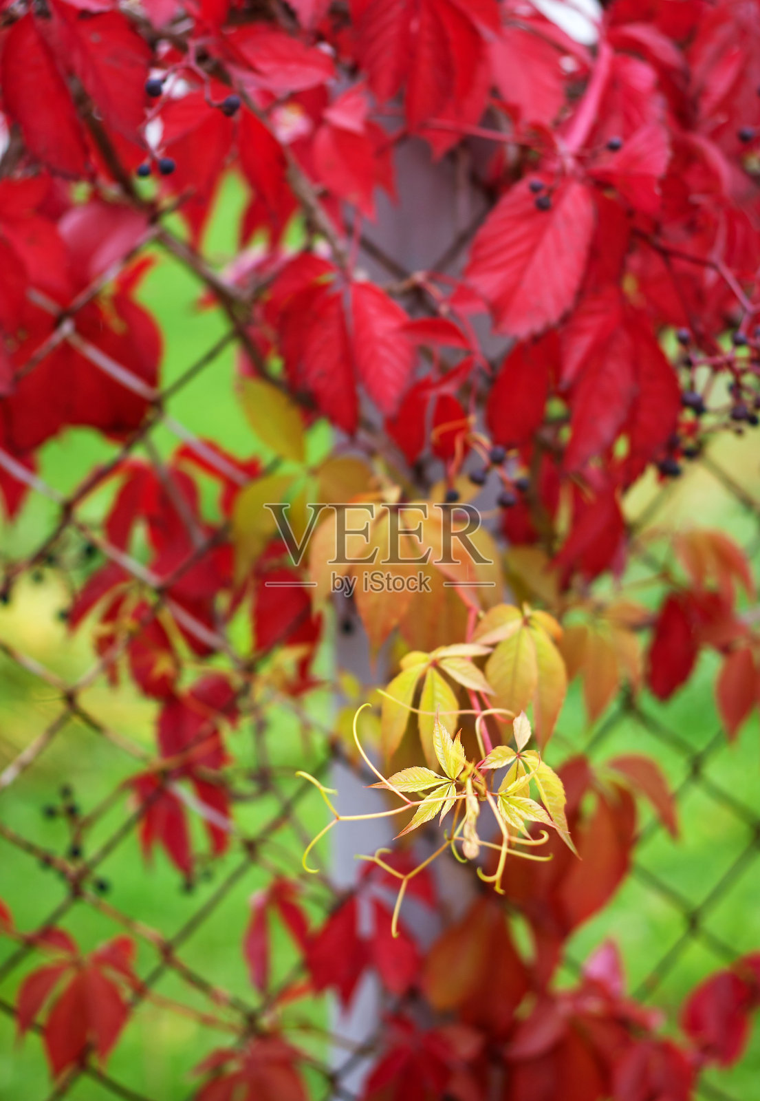 老篱笆上的常春藤照片摄影图片