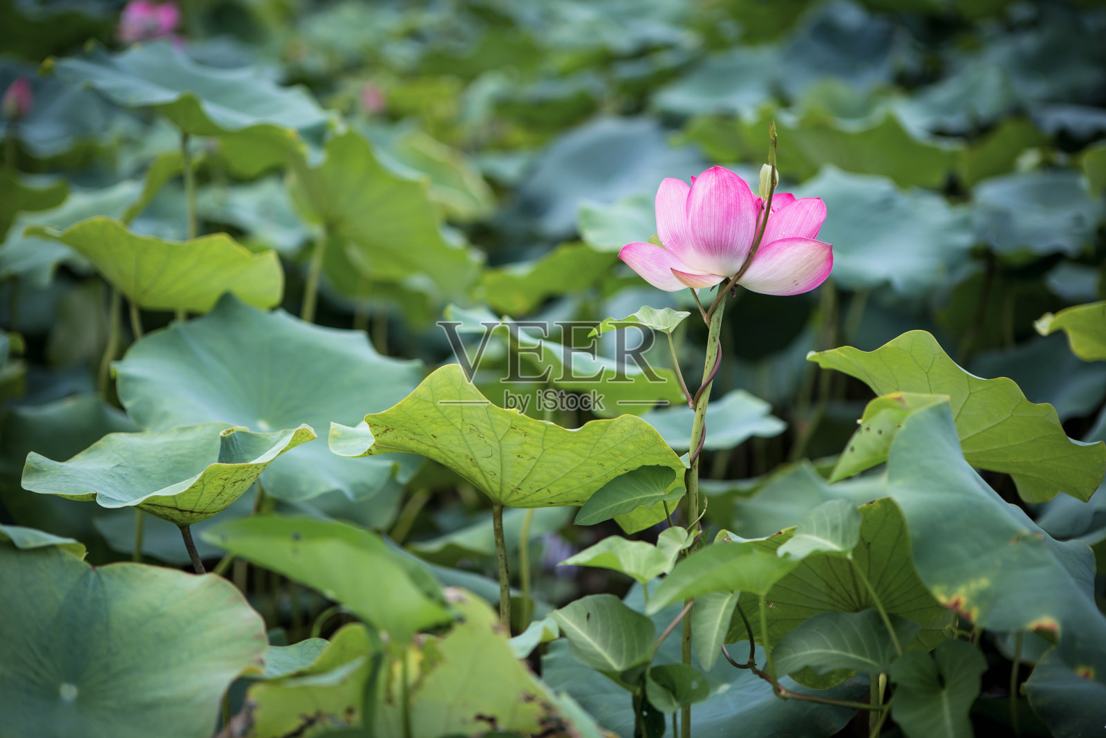 莲花照片摄影图片