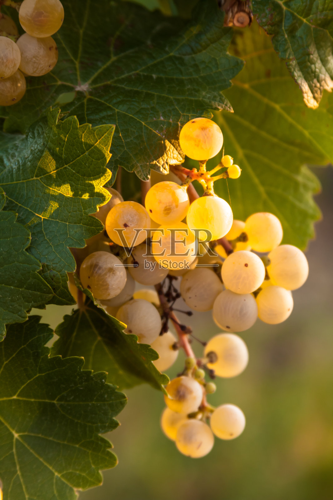 葡萄园照片摄影图片