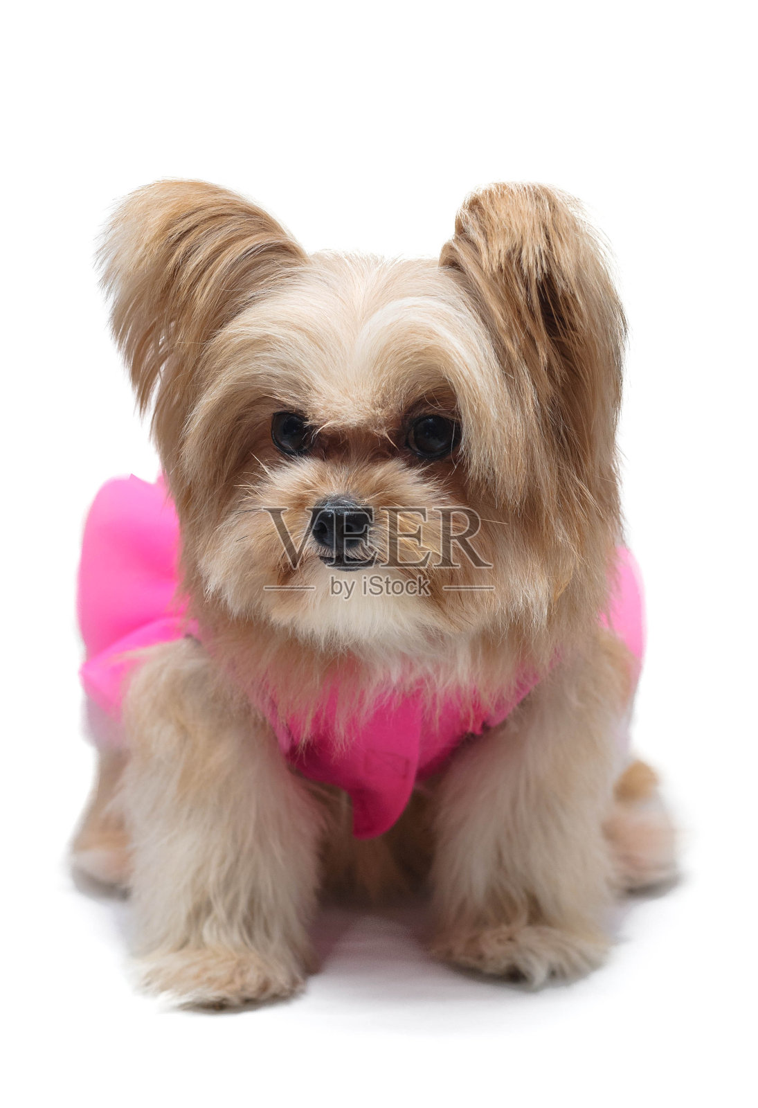 可爱的狗在粉红色的化装服照片摄影图片