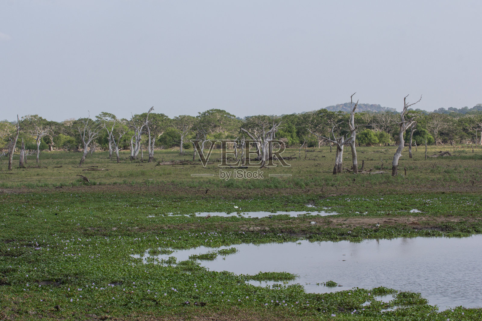 萨菲国家公园照片摄影图片