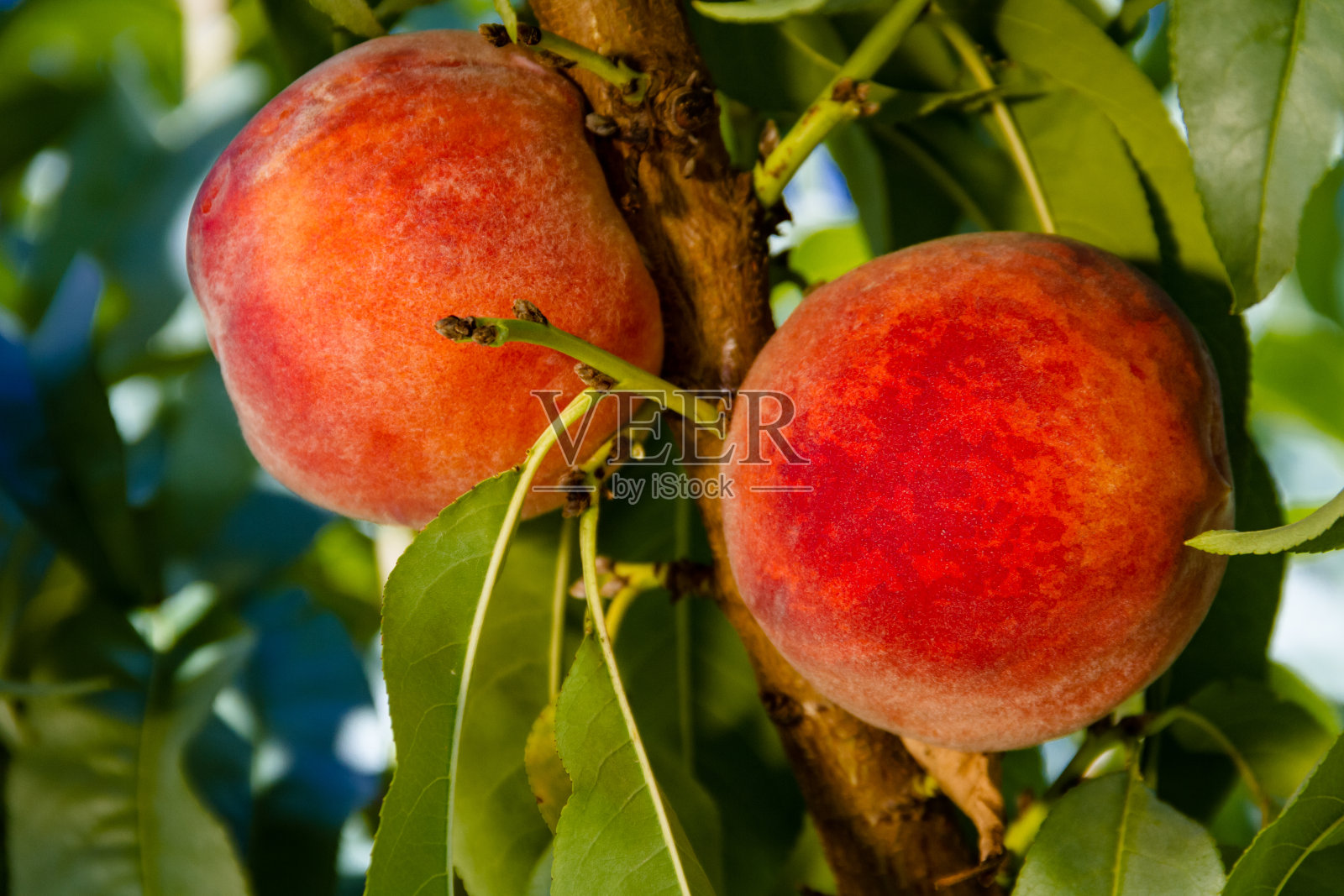 桃子照片摄影图片