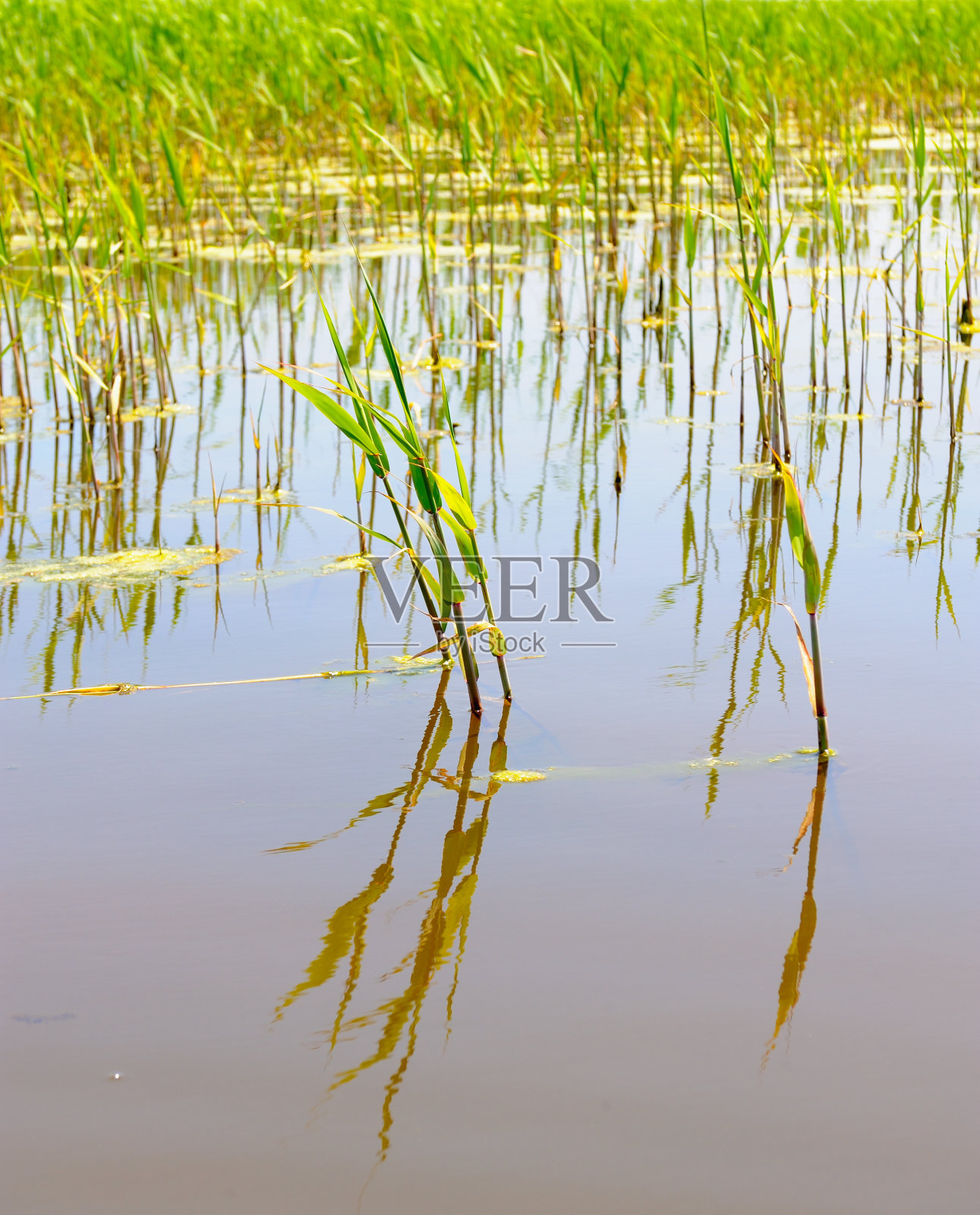 沼泽,湿地照片摄影图片