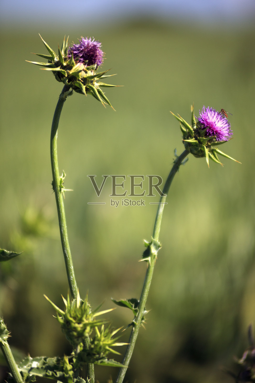 蓟照片摄影图片