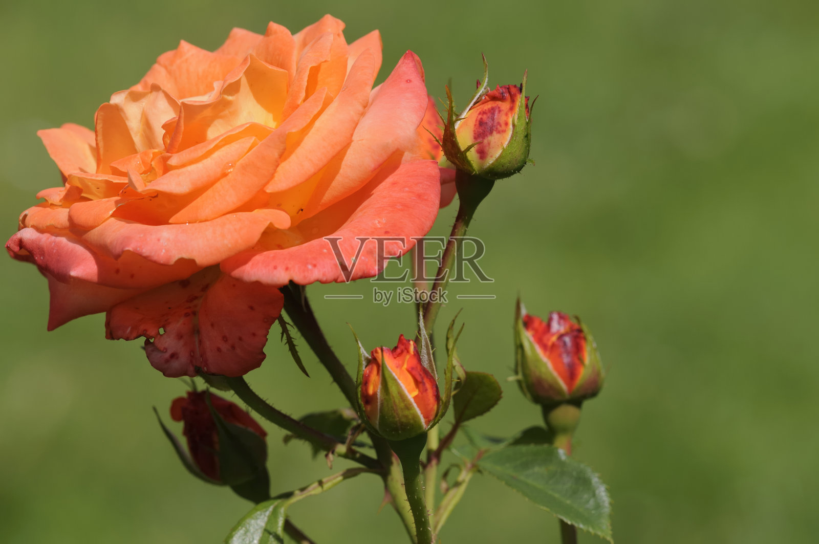 玫瑰照片摄影图片