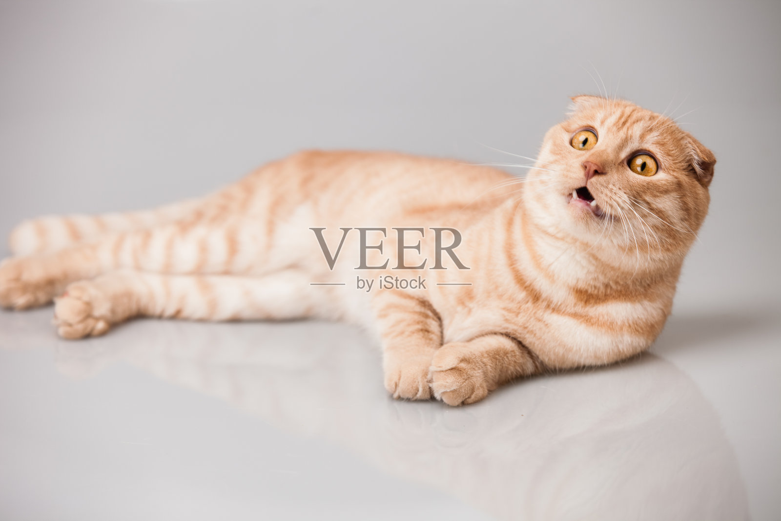 猫的肖像照片摄影图片