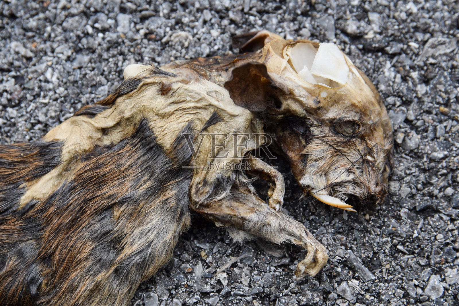 大鼠死亡照片摄影图片