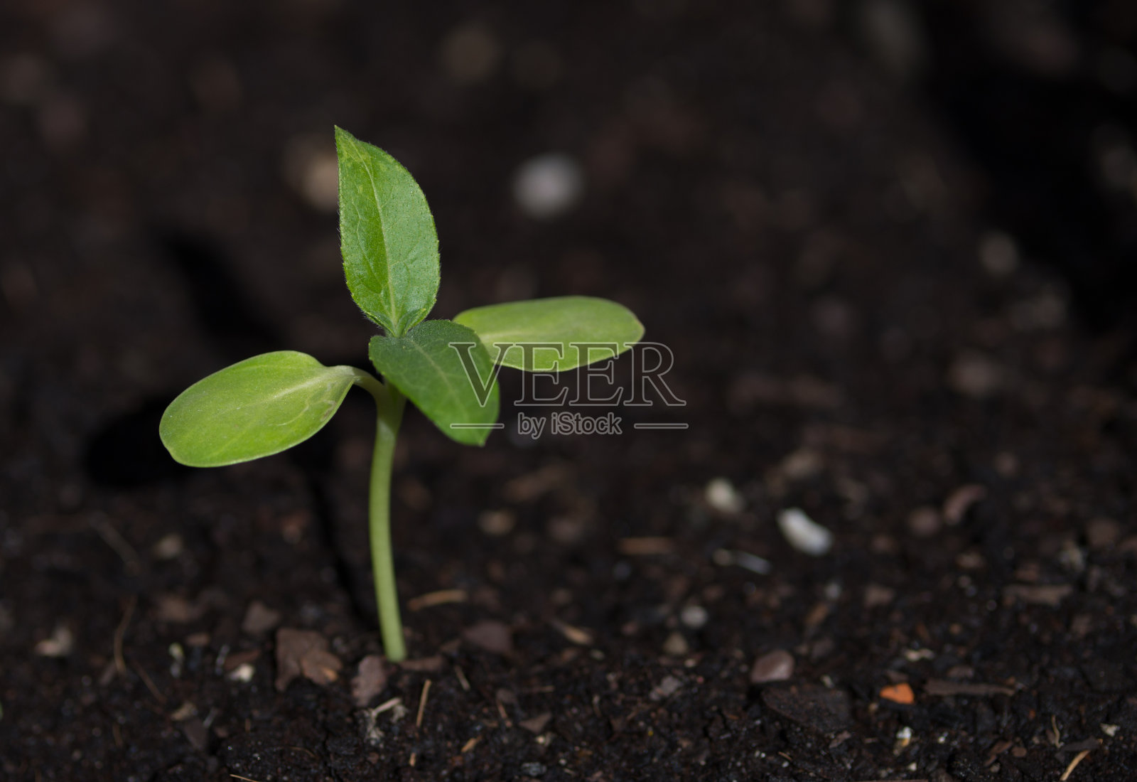 向日葵幼苗照片摄影图片