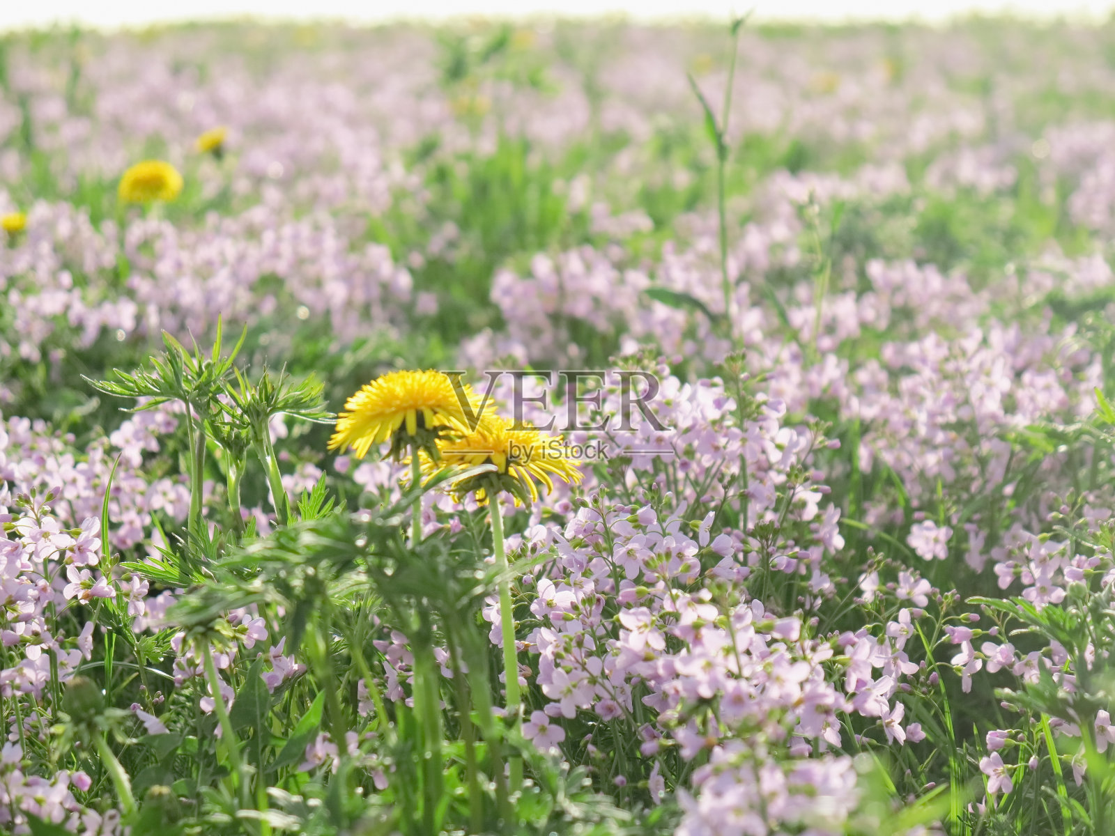 春天的风景照片摄影图片