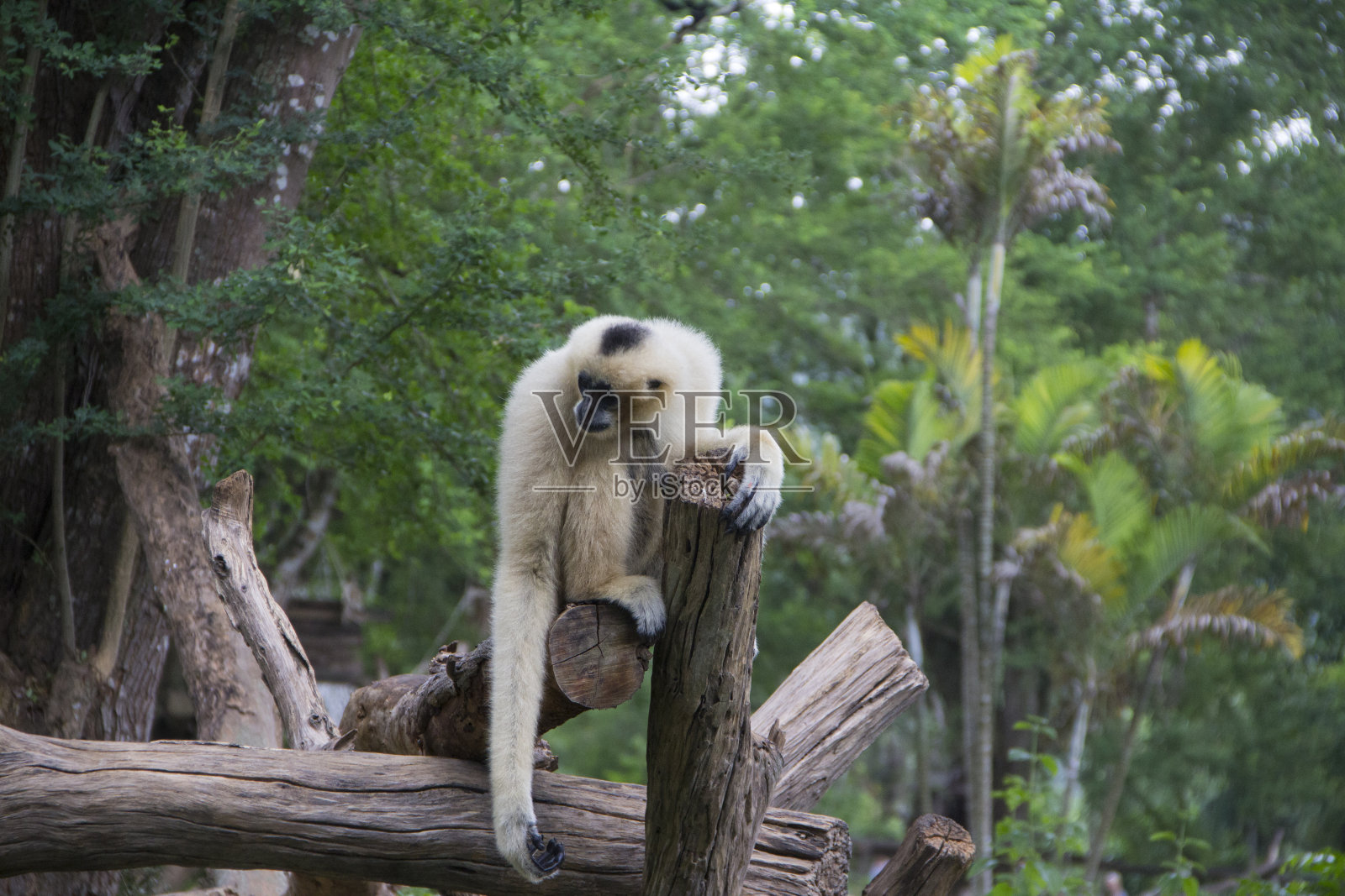 白色的吉本照片摄影图片