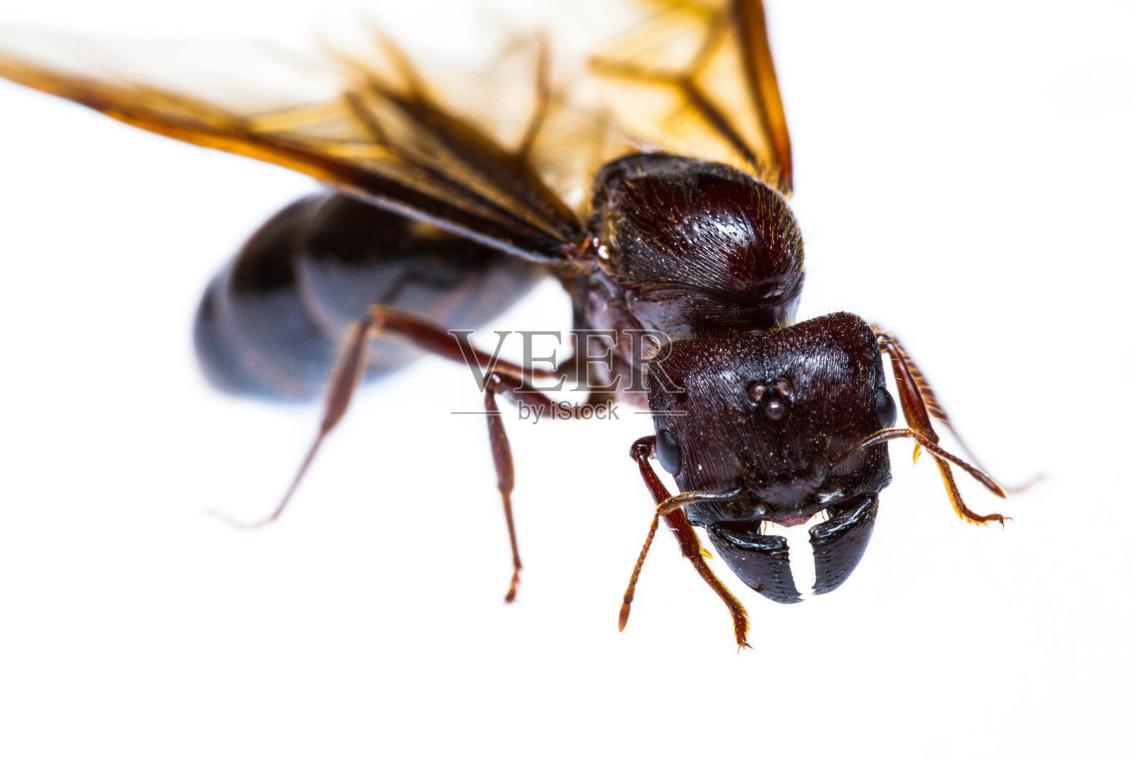 孤立的黑蚁后照片摄影图片